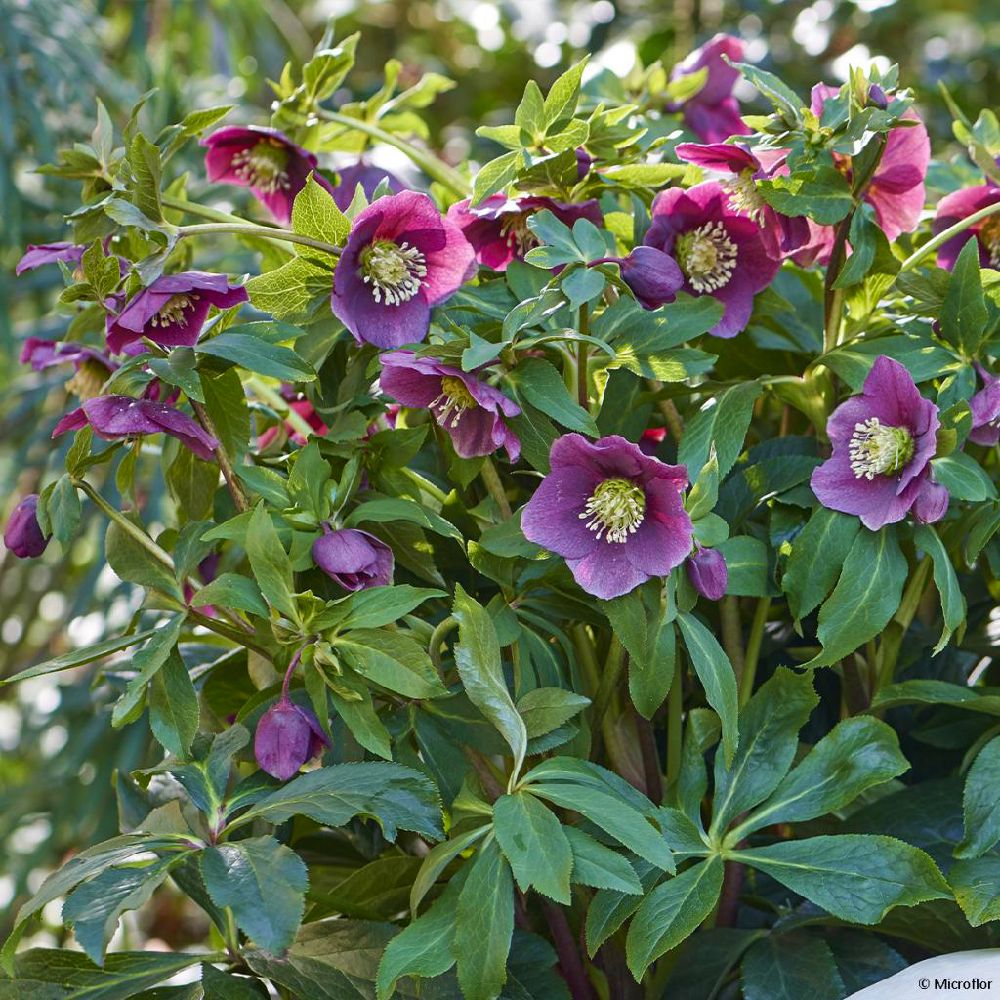 Plante à fleurs Hellébore Valentina, aussi appelée Rose de Noël, en pleine floraison au printemps